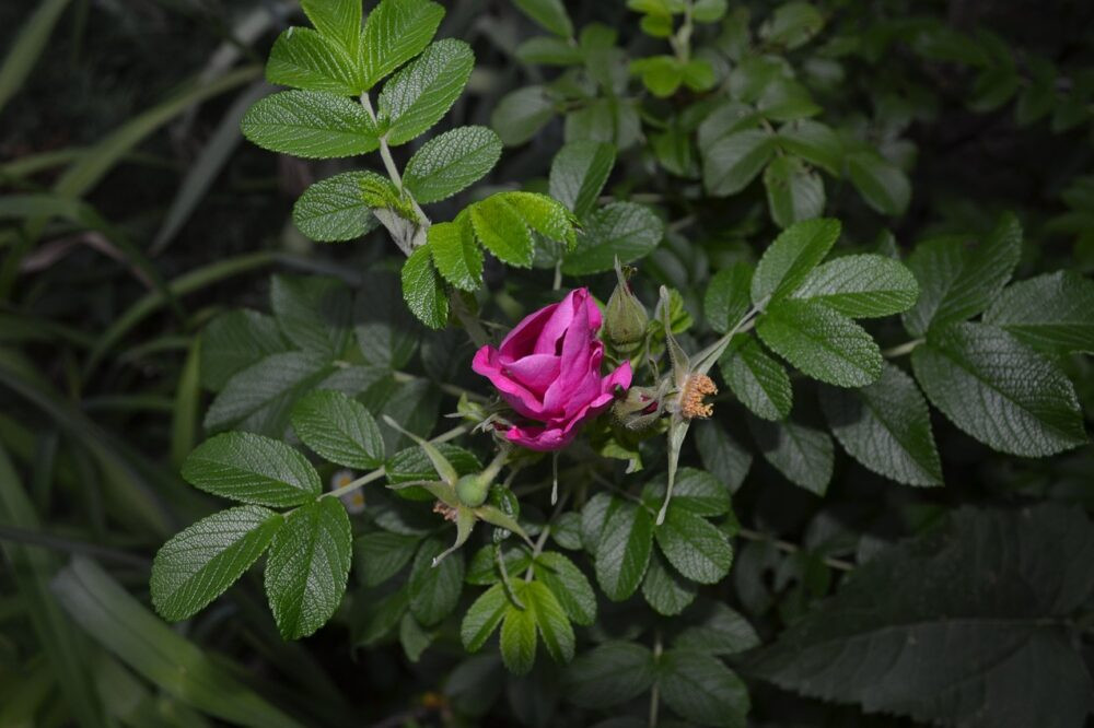 Jak oświetlić ogród?