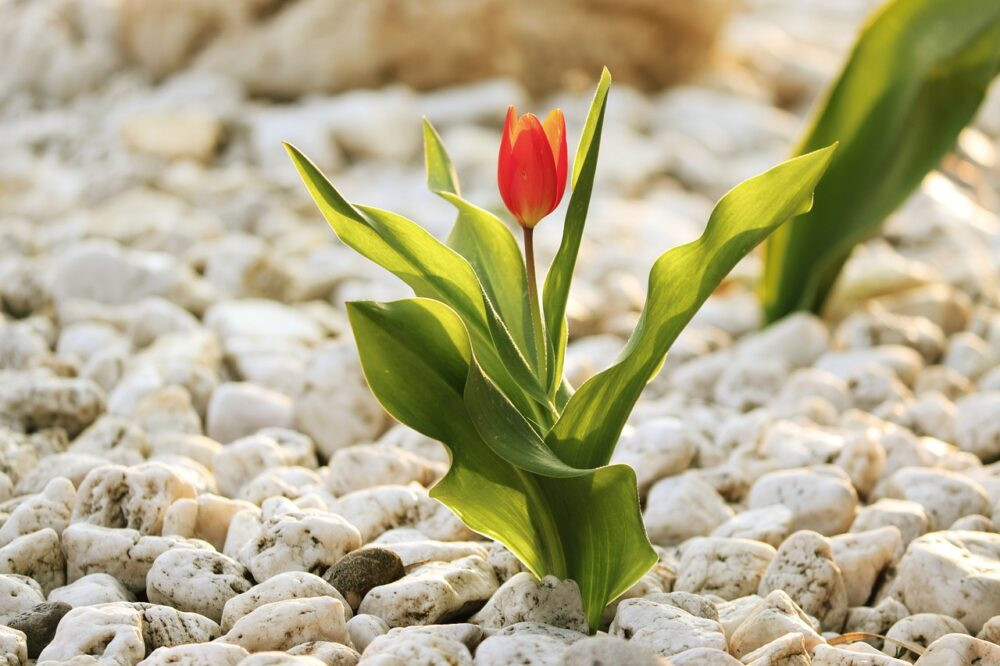 Praktyczne wykorzystanie kamieni ogrodowych